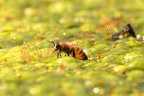IMG 6953wb